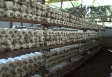 Manfaatkan Limbah Jerami dan Oli Bekas, Petani Sukses Budidayakan Jamur Tiram