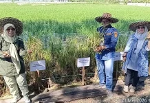 DPKP Kalsel Panen Perdana Padi Apung di Sungai Tabuk
