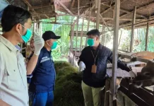 Jelang Iduladha, DKP3 Balangan Periksa Hewan Kurban di Juai