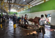 Pemko Banjarmasin Warning Panitia Kurban Soal Plastik dan Limbah Jeroan!