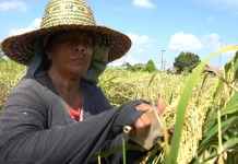 Harga Pupuk Nonsubsidi Naik, DKP3 Banjarmasin Jamin Pupuk Subsidi Aman