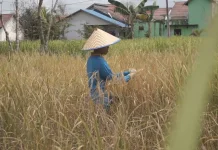 Ancam Hasil Panen, Penyakit Padi Menguning Serang Sawah di Banjarmasin