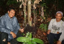 Yayasan Tunas Meratus Gencarkan Pelestarian Buah Lokal