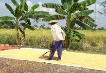 Benih Padi Langka dan Mahal, Petani Keluhkan Biaya Produksi