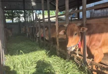 Sambut Iduladha, RPH Banjarmasin Buka Layanan Potong Hewan Kurban