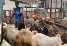 Harga Sapi Naik, Pedagang Kambing Kebanjiran Pembeli
