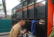 Sapi Simental Hampir 1 Ton Milik Presiden Diserahkan, Wali Kota Ingatkan Panitia: