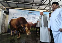 Gubernur Kalsel Serahkan Sapi Kurban Presiden ke Masjid Raya Sabilal Muhtadin