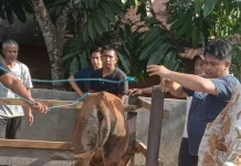 Ibadah Kurban Desa Biih Banjar, Warga Sembelih 11 Sapi secara Gotong Royong