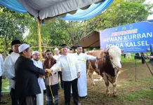 Polda Kalsel Kurban 159 Ekor Sapi dan Kambing