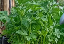 Harga Seledri di Pasar Antasari Banjarmasin Melonjak Tajam