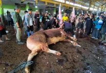 Tinjau Pemotongan Sapi Presiden di RPH Basirih, Wali Kota Pastikan Kembali Warga