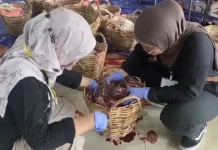 Sisir Tempat Penyembelihan Hewan Kurban, DKP3 Banjarmasin Beberkan Hasilnya: