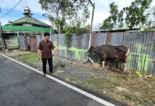 Diseruduk Sapi Kurban yang Lepas, Pria di Kampung Arab Banjarmasin Meninggal Dunia