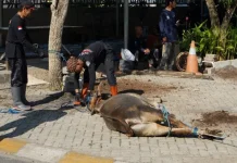 Tiga Sapi Kurban Disembelih, Pemkab Banjar Tebar Kepedulian di Hari Raya