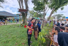 'Bela' Hadir di Taman Satwa Jahri Saleh, Magnet Baru Pengunjung