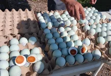 Pedagang Telur Asin di CFD Banjarbaru Kebanjiran Peminat