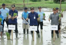 Perkuat Ketahanan Pangan, Bupati HSU Tanam Padi Bersama Petani
