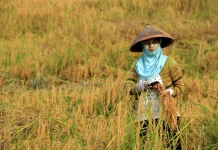 Sejarah Hari Krida Pertanian yang Diperingati Setiap 21 Juni