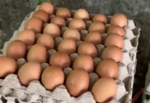 Sesuai Prediksi Pedagang, Harga Telur Ayam Kembali Turun