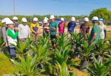 Dorong Produktivitas Petani, PT BCL dan PT AAL-1 Bekali BUMDes Budidaya Sawit