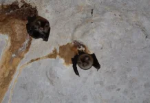 Geopark Meratus Temukan Tiga Spesies Kelelawar di Goa Batu Hapu