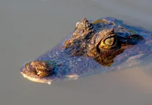 Buaya Diduga Terkam Remaja di Tanah Bumbu