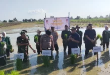Optimalkan Lahan, Pemkab HSU Targetkan Peningkatan Produksi Padi