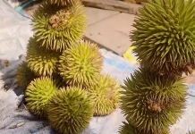 Karantungan Buah Unik Berbentuk Durian Asal Kalimantan