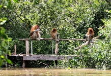 Hari Mangrove Sedunia, Momentum Jaga Ekosistem Pesisir