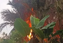 Lahan Kering Marak Terbakar, BPBD Banjarmasin Imbau Warga Waspada