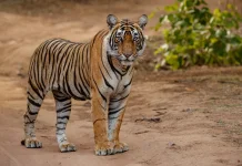 Hari Harimau Sedunia Ingatkan Pentingnya Menjaga Populasi Harimau