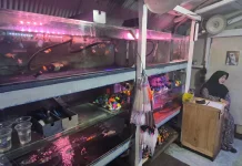 Pemadaman Listrik Resahkan Pedagang Ikan Hias Banjarmasin