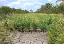 Kekeringan Landa Lahan Pertanian di Kalsel, Pompanisasi Jadi Mitigasi