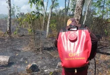 Brigade Pengendalian Karhutla Dishut Kalsel Ikut Jinakkan Api