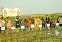 Dispertan Kalsel Apresiasi Produktifitas Pertanian HSU saat Musim Kemarau