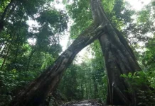Hari Hutan Indonesia 2026 Usung Tema Pulihkan Hutan, Pulihkan Kehidupan