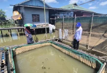 Kemarau Panjang Picu Kematian Ratusan Kilogram Ikan di Banjarmasin
