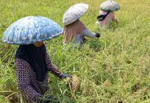 Kekeringan Mengancam, Kalsel Menjaga Asa Ketahanan Pangan