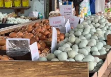 Harga Telur Relatif Terkendali, Permintaan Meningkat jelang Maulid