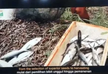 Pabrik Pengalengan Bandeng Tawarkan Peluang Investasi