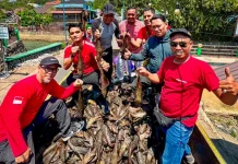 Festival Ikan Sapu-Sapu Banjarbaru Angkut 2,4 Ton Ikan Invasif dari Sungai Kemuning