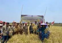 Kemarau Panjang Kelompok Tani Sri Tunggal Tetap Panen