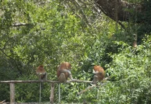 Kebakaran Hutan dan Lahan di Kalsel Picu Kematian Bekantan