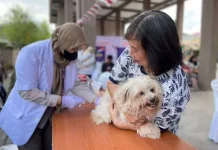 Waspada Rabies, PDHI Kalimantan Selatan Gelar Vaksinasi Massal. Catat Waktunya: