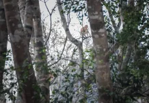Batu Laki Jadi Habitat Bekantan