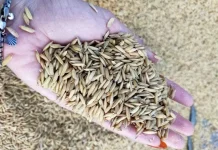 Benih Padi Lokal Siam Madu Murakata Siap Diuji di Lahan Papua
