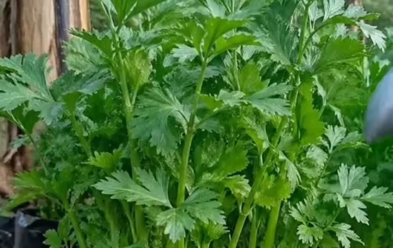 Harga Seledri di Pasar Antasari Banjarmasin Melonjak Tajam
