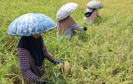 Kekeringan Mengancam, Kalsel Menjaga Asa Ketahanan Pangan