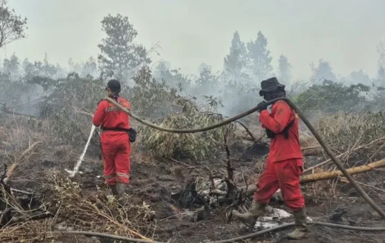 Antisipasi Puncak Kemarau Kalsel, Menhut Ingatkan Ancaman Krisis Air